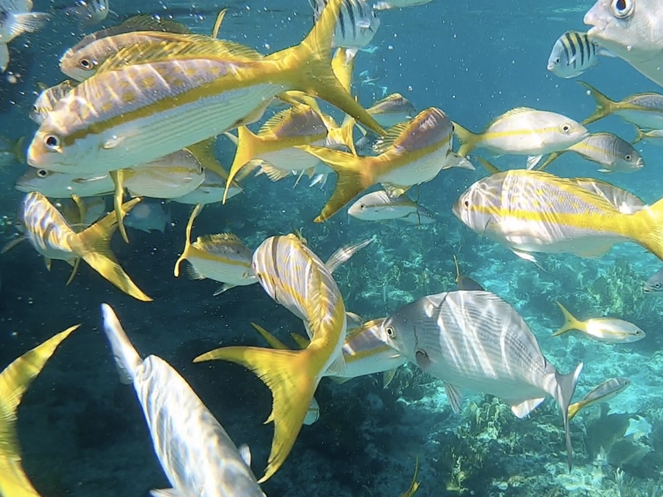 Vicky snorkelling in Cuba.