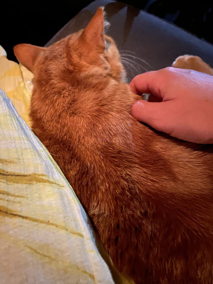 Delicious food, and a ginger cat, Ios, Greece.