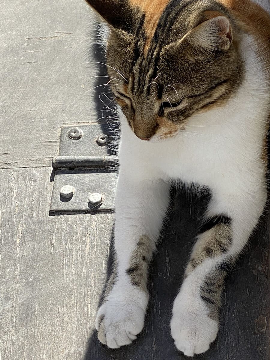 Cats of Santorini.