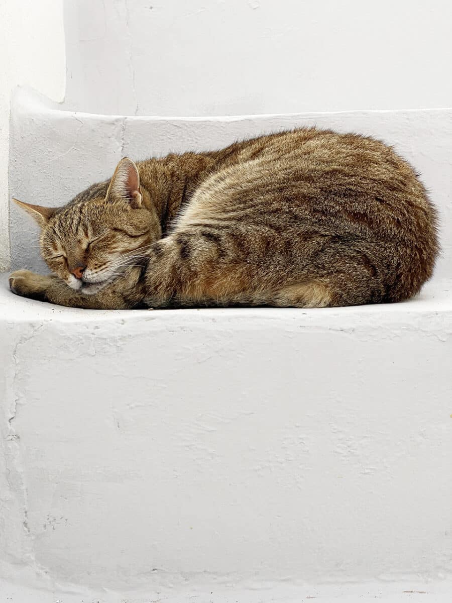 Paralia Gialos and a sleeping cat.