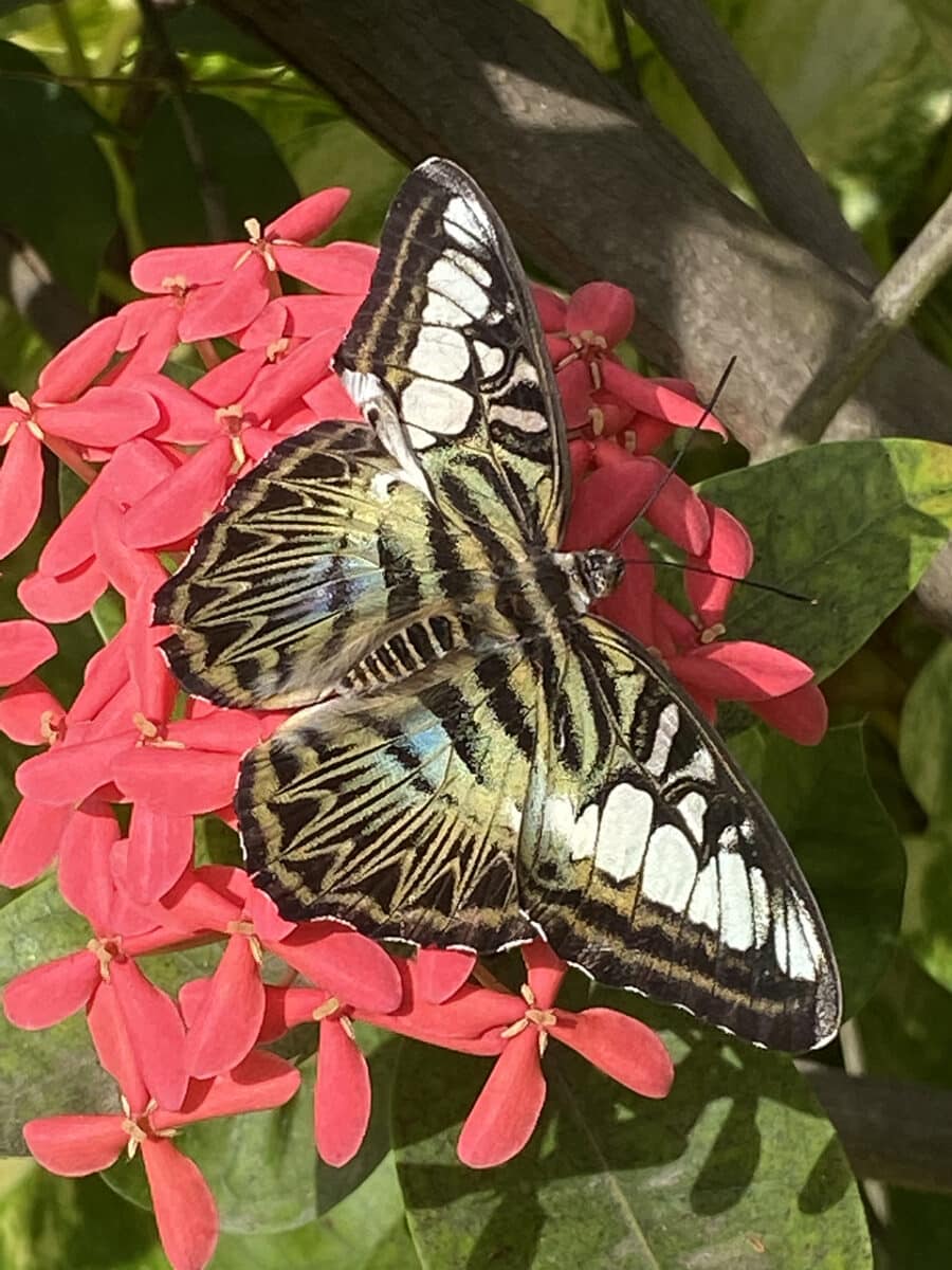 The butterfly farm, Aruba.