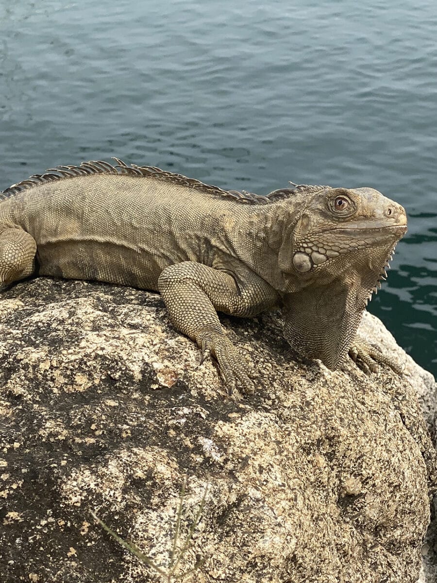 The residents of Oranjestad.