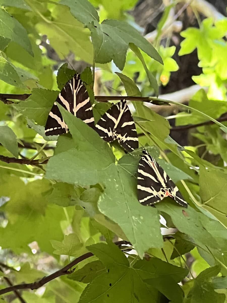 Amazing things to do during your trip to Rhodes, Greece, visit the Valley of the Butterflies.